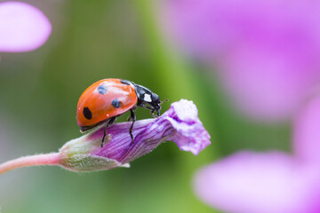 Ladybug on clover flower