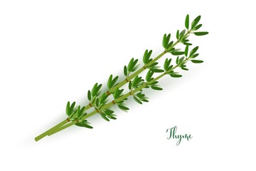 Green thyme branches. Herb plants for cooking and flavor vector illustration. Botanical organic elements on white background. Realistic herbal spice ingredient - obrazy, fototapety, plakaty