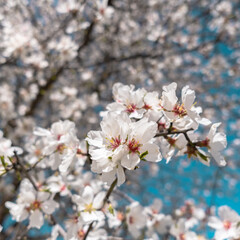 Blooming almond flower with a bokeh background