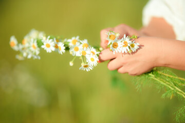 a girl braiding a wreath of daisies on a blurred background of a green lawn