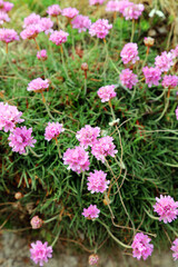 Obraz premium Close up of a thrift plant on a Devon cliff 
