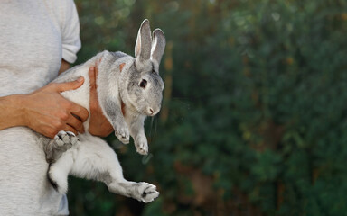 Grey adorable bunny in man hands. cute pet rabbit being cuddled by his owner. love for animals. Easter concept on nature green background