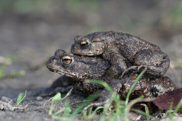 Closeup of a couple of European common toads , Bufo bufo , in am