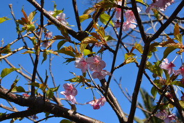 桜の開花