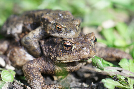 Closeup of a couple of European common toads , Bufo bufo , in am