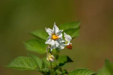 Obraz na płótnie Canvas White flowers of potato (Solanum tuberosum)