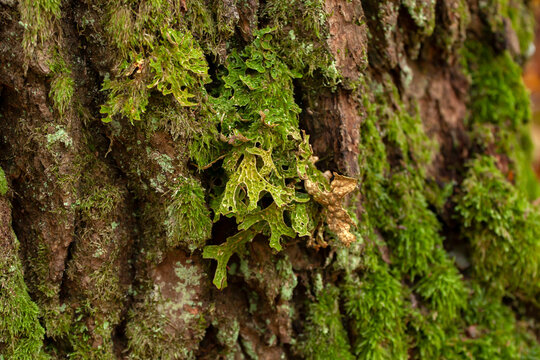 Tree lungwort, Lobaria pulmonaria growing on an old tree trunk in old- growth forest