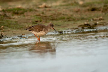 common redshank or Tringa totanus close up shot with reflection in water at wetland of keoladeo ghana national park or bharatpur bird sanctuary rajasthan india