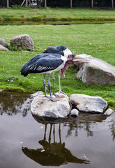 Lovely pair of Marabou storks beaks parallel to the ground. Two marabou birds standing on rocks.  Zoo birds.