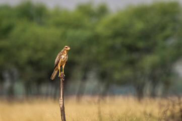 White-eyed or White eyed buzzard or Butastur teesa perched in natural green background at tal...