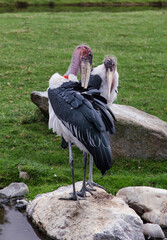 Lovely pair of Marabou storks beaks under the wing. Two marabou birds cleans their feathers. Zoo birds.
