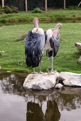 Lovely pair of Marabou storks view from the rear, naked necks . Two marabou birds on rocks in lake. Zoo birds.