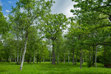 Vernal fresh greenery of Laelatu wooded meadow in Estonia