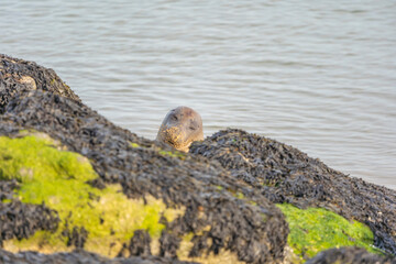 Harbor seal on the seaside, European seal, North Sea