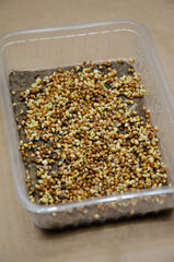 Germinating radish microgreen seeds on damp linen mat in plastic container. Kit for growing microgreens at home. Do it yourself. Home garden concept. Step by step instructions. Day 2. Step 8.