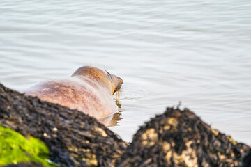 Harbor seal on the seaside, European seal, North Sea