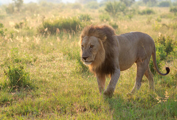 Single male lion