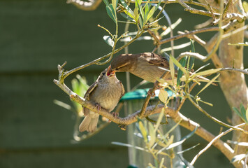 Young House sparrow passer domesticus being fed by adult female.