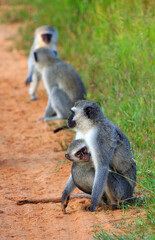 Mother vervet Monkey