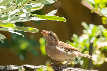 House sparrow (Passer domesticus) waiting for food