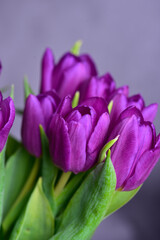 Purple tulips on green stems with green leaves on a gray background.