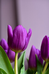 Naklejka premium Bouquet of purple tulips on a gray background.
