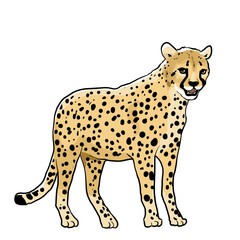 Simple and realistic cheetah illustration design