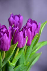 Purple tulips on green stems with green leaves on a gray background.