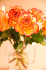 Bouquet of red and yellow roses are moving in the frame. A gift for a woman, mom or grandmother. Slow motion.  Vertical