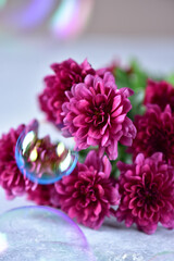 Burgundy chrysanthemums on a gray background with soap bubbles.