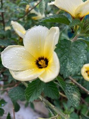 flower in the garden