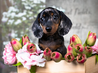  dachshund puppy brown tan merle dog and spring flowers
