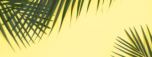 Tropical palm leaves isolated on bright yellow background.