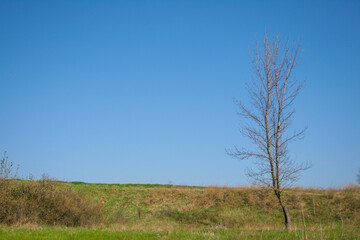 bare tree branches against the blue sky in spring