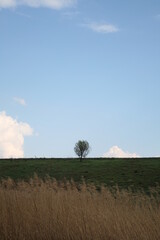 lonely bare tree in a spring field in the evening against white clouds in the sky