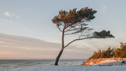 Sunset with pine in beach, Uzava, Latvia