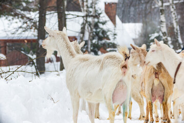 white milking goats graze in the village in winter