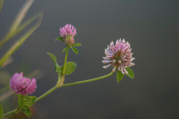 clover flower over water