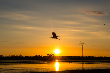 El Palmar, Albufera, Valencia, Spain