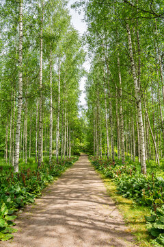 Birch tree alley in Huovila park, Karkola, Finland
