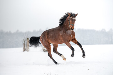 Running brown english thoroughbred on snow. Power, elegance.