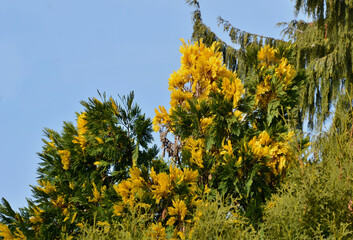 is a coniferous plant with yellow needles, especially suitable for hedges. For better coloring, it...