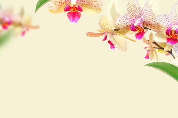 Delicate branches of Phalaenopsis orchid flowers and green leaves on beige background. Tropical...