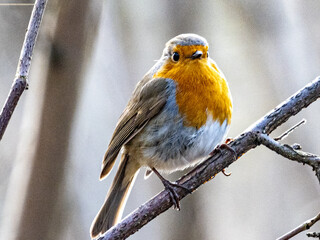 Rothehlchen im Frühling in der Sonne