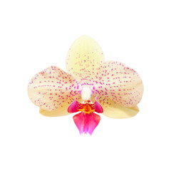 Beautiful Phalaenopsis orchid flowers isolated on white background. Tropical flower. Collection of orchid flowers. Blooming, fresh open orchid buds. Beauty and spa flower