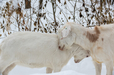 white milking goats butting in the paddock in winter in the forest