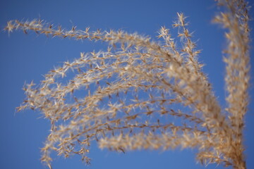 schilf blauer himmel