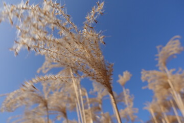 schilf blauer himmel