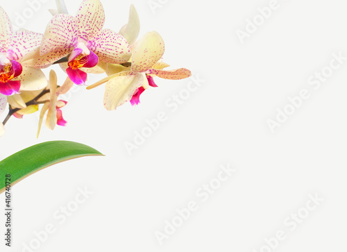 Delicate branches of Phalaenopsis orchid flowers and green leaves on light gray background. Tropical Floral background, card with orchids for the holiday, March 8, mother's day. Beauty and spa flower