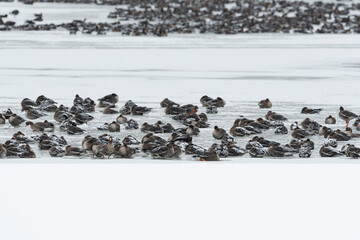 氷結した湖面で休むマガンの群れ(Greater white-fronted goose)